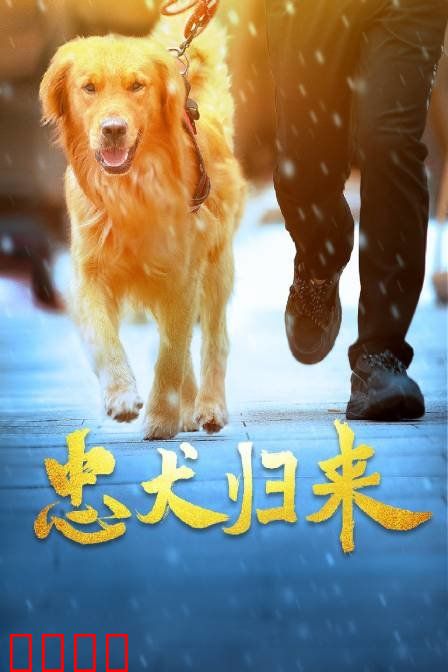 忠犬归来：千里寻主
