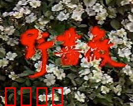 野蔷薇：隐秘的复仇